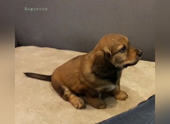 Augustus - Ein Herz, sieben Geschwister, eine Mama