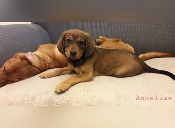 Annelise - Ein Herz, sieben Geschwister, eine Mama