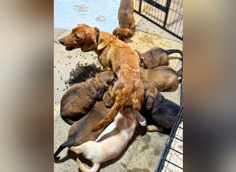 Aurelia - Aus ihrer Liebe wurden sieben Wunder - jetzt braucht Aurelia ein Wunder für sich!