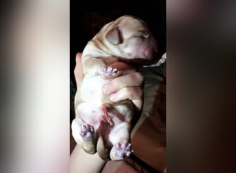 Achilles - Ein Herz, sieben Geschwister, eine Mama
