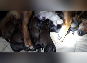 Aurelia - Aus ihrer Liebe wurden sieben Wunder - jetzt braucht Aurelia ein Wunder für sich!