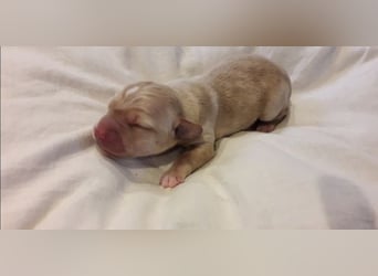 Achilles - Ein Herz, sieben Geschwister, eine Mama