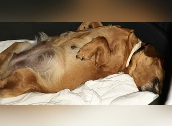 Aurelia - Aus ihrer Liebe wurden sieben Wunder - jetzt braucht Aurelia ein Wunder für sich!