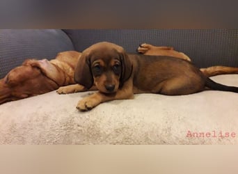 Annelise - Ein Herz, sieben Geschwister, eine Mama