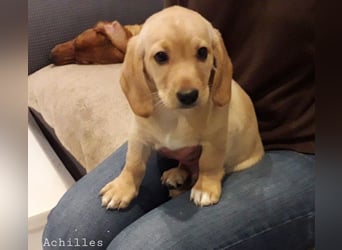 Achilles - Ein Herz, sieben Geschwister, eine Mama