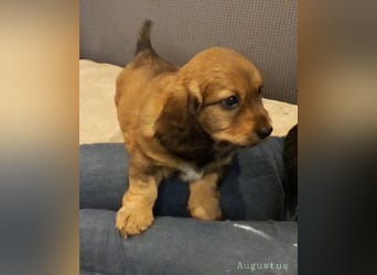 Augustus - Ein Herz, sieben Geschwister, eine Mama