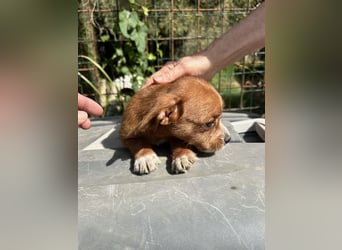 Ella - Drei kleine Leben