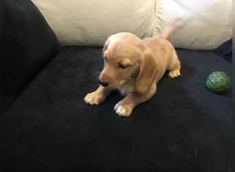 Achilles - Ein Herz, sieben Geschwister, eine Mama