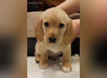 Achilles - Ein Herz, sieben Geschwister, eine Mama