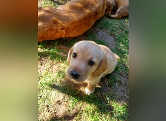 Achilles - Ein Herz, sieben Geschwister, eine Mama