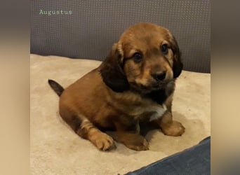 Augustus - Ein Herz, sieben Geschwister, eine Mama