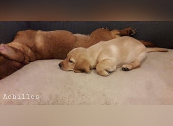 Achilles - Ein Herz, sieben Geschwister, eine Mama