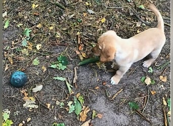 Achilles - Ein Herz, sieben Geschwister, eine Mama