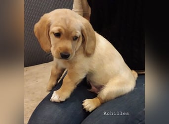 Achilles - Ein Herz, sieben Geschwister, eine Mama