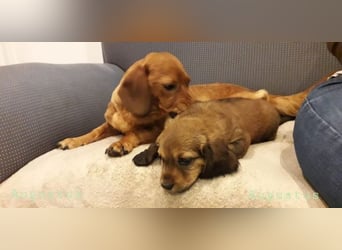 Augustus - Ein Herz, sieben Geschwister, eine Mama