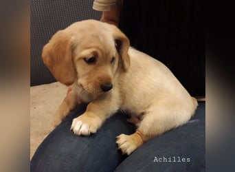 Achilles - Ein Herz, sieben Geschwister, eine Mama