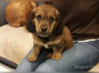 Augustus - Ein Herz, sieben Geschwister, eine Mama