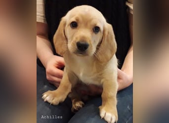 Achilles - Ein Herz, sieben Geschwister, eine Mama