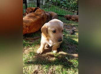 Achilles - Ein Herz, sieben Geschwister, eine Mama