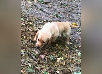 Achilles - Ein Herz, sieben Geschwister, eine Mama
