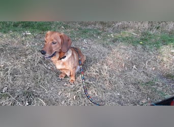 Aurelia - Aus ihrer Liebe wurden sieben Wunder - jetzt braucht Aurelia ein Wunder für sich!