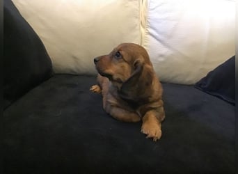 Augustus - Ein Herz, sieben Geschwister, eine Mama