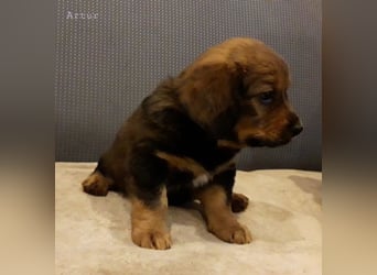 Artur - Ein Herz, sieben Geschwister, eine Mama