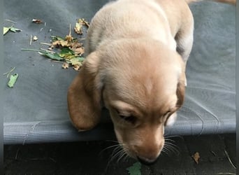 Achilles - Ein Herz, sieben Geschwister, eine Mama
