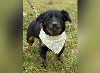 ❤️ Skadi, Dackelmischling mit großem Herz