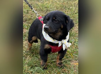 ❤️ Skadi, Dackelmischling mit großem Herz