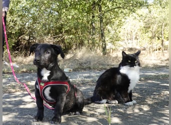 Kleiner Ron sucht ein Zuhause