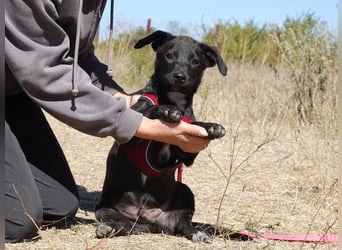 Kleiner Ron sucht ein Zuhause