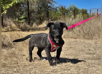 Kleiner Ron sucht ein Zuhause