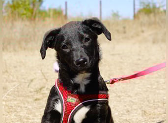 Kleiner Ron sucht ein Zuhause