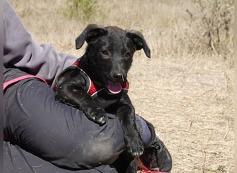 Kleiner Ron sucht ein Zuhause