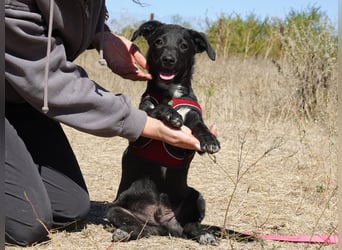 Kleiner Ron sucht ein Zuhause