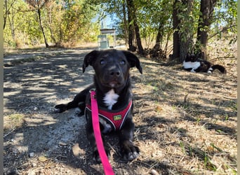 Kleiner Ron sucht ein Zuhause