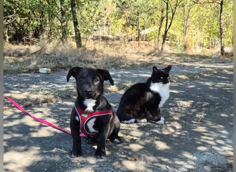 Kleiner Ron sucht ein Zuhause