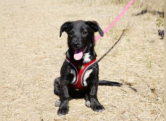 Kleiner Ron sucht ein Zuhause