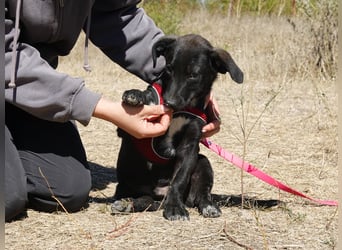 Kleiner Ron sucht ein Zuhause