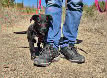 Kleiner Ron sucht ein Zuhause