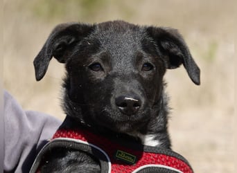 Kleiner Ron sucht ein Zuhause