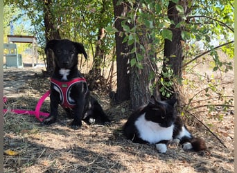 Kleiner Ron sucht ein Zuhause