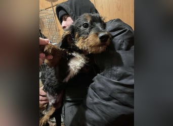 Chip sucht seine Menschen