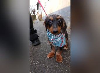 Dale sucht seine Familie