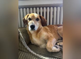 Guszti sucht ein ruhiges Plätzchen