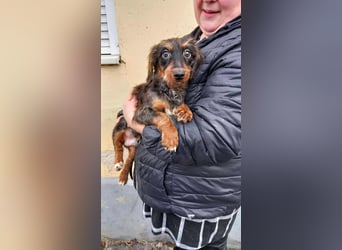 Dale sucht seine Familie