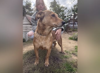 Pityke - wird leider immer übersehen