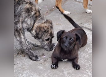 Welpe Elli möchte Rumänien schnell verlassen