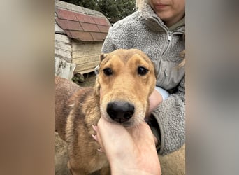 Pityke - wird leider immer übersehen